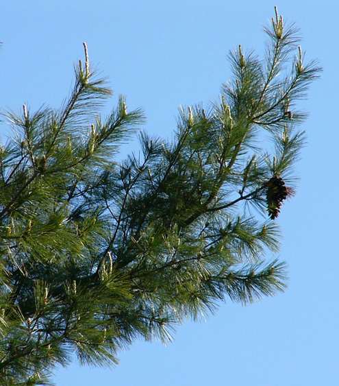 pinus_strobus_zweige_mai_2