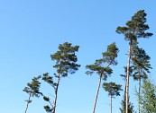 pinus_sylvestris_baeume_gross_mai_1