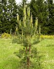 pinus_sylvestris_baum_klein_mai_1