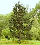 pinus_sylvestris_baum_mittel_mai_1