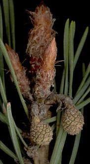 pinus_sylvestris_trieb_blueten-w_april_150