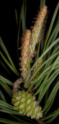 pinus_sylvestris_trieb_bluetenknospe-w_mai_150