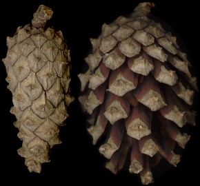 pinus_sylvestris_zapfen_april_150