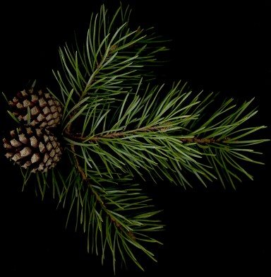 pinus_sylvestris_zweig_april_50