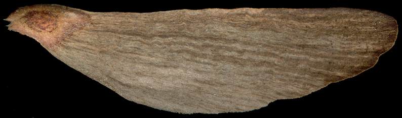 pinus_wallichiana_same_600