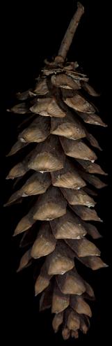 pinus_wallichiana_zapfen_50