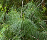 pinus_wallichiana_zweig_v_mai_1