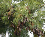 pinus_wallichiana_zweige_zapfen_april_1