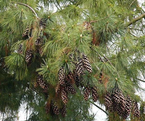 pinus_wallichiana_zweige_zapfen_april_2