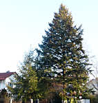 pseudotsuga_menziesii_baum