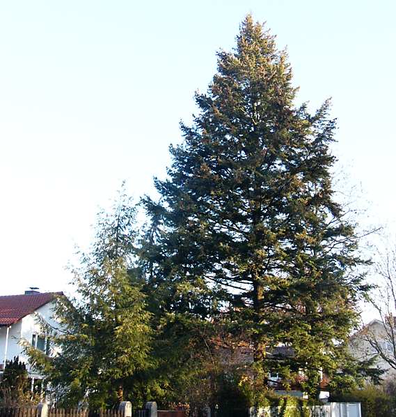 pseudotsuga_menziesii_baum_2