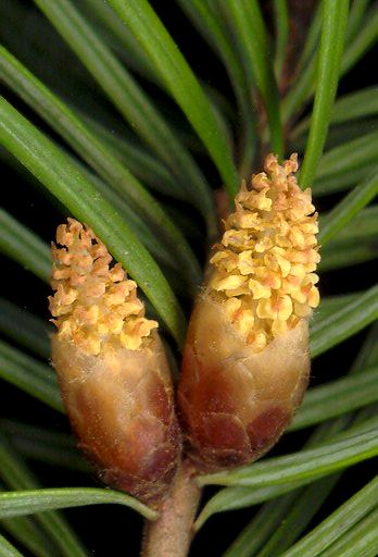 pseudotsuga_menziesii_blueten_m_april_600