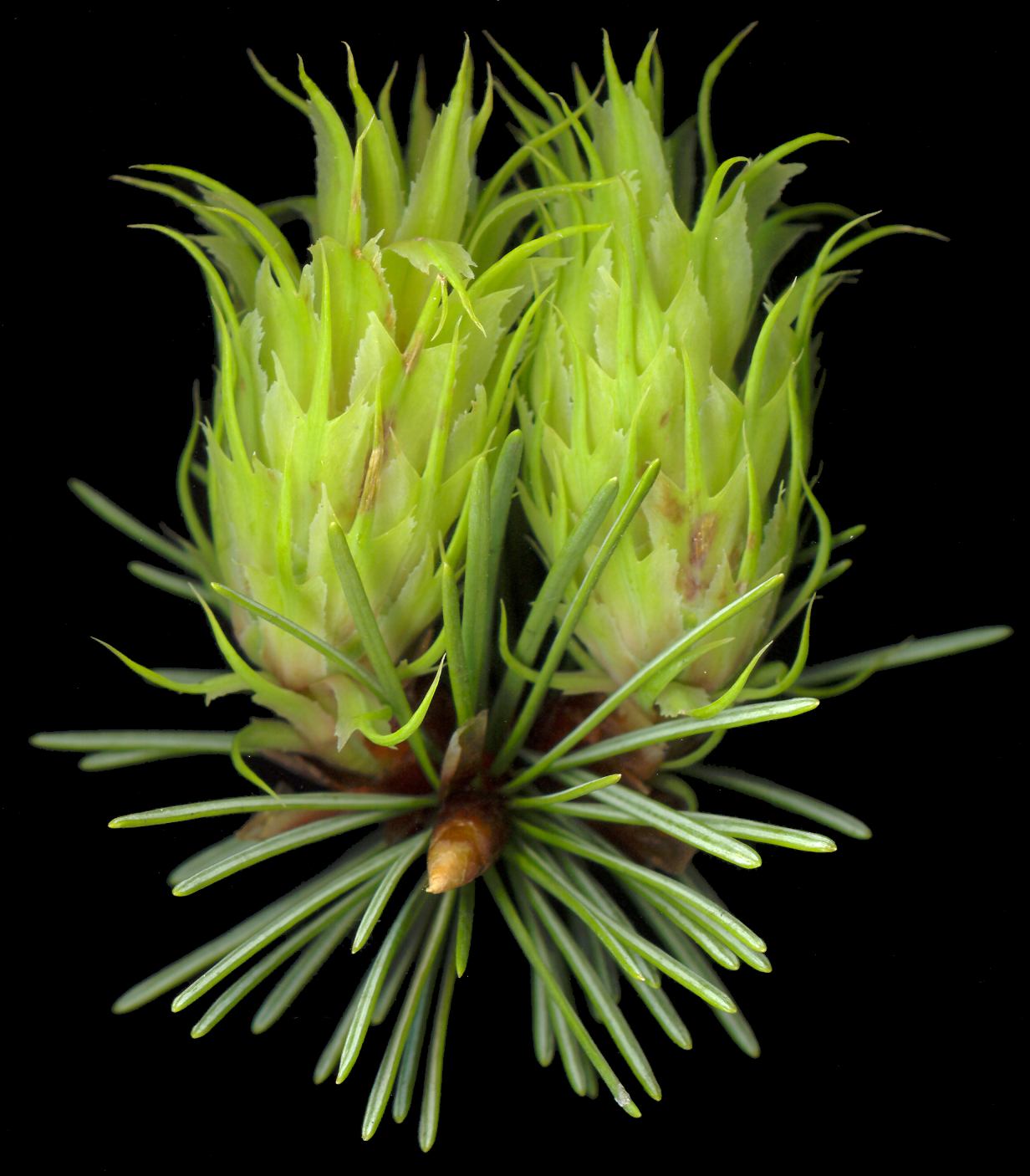 pseudotsuga_menziesii_blueten_w_april_600