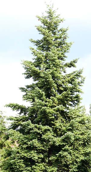 pseudotsuga_menziesii_glauca_baum_2