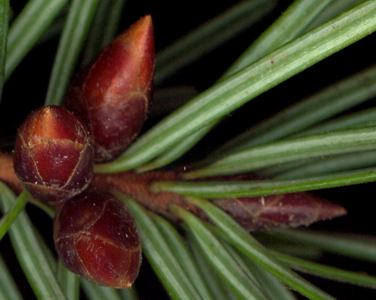 pseudotsuga_menziesii_knospen_feb_600