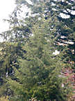 tsuga_canadensis_baum_oktober_1