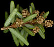 tsuga_canadensis_blueten_m_mai_150