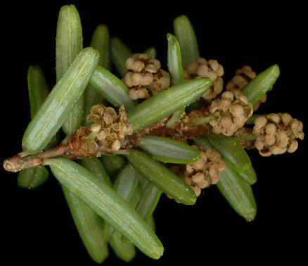 tsuga_canadensis_blueten_m_mai_600