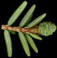 tsuga_canadensis_blueten_w_mai_150