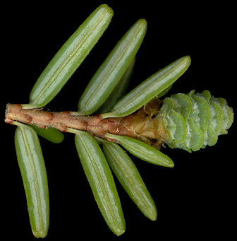 tsuga_canadensis_blueten_w_mai_600