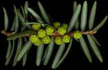 tsuga_canadensis_bluetenknospen_m_mai_150