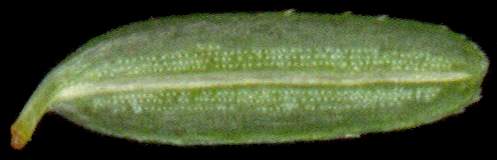 tsuga_canadensis_nadel_u_feb_2400
