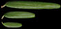 tsuga_canadensis_nadeln_o_feb_150