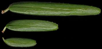 tsuga_canadensis_nadeln_o_feb_600