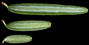 tsuga_canadensis_nadeln_u_feb_150