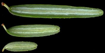 tsuga_canadensis_nadeln_u_feb_600