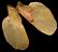 tsuga_canadensis_samen_maerz_150