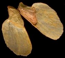 tsuga_canadensis_samen_maerz_600