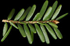 tsuga_canadensis_trieb_o_feb_150