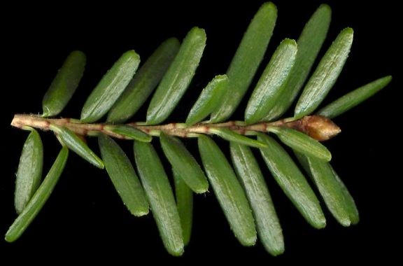 tsuga_canadensis_trieb_o_feb_600