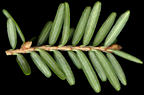 tsuga_canadensis_trieb_u_feb_150