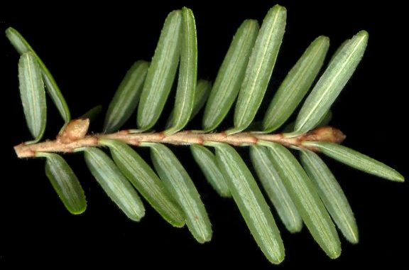 tsuga_canadensis_trieb_u_feb_600