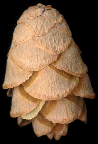 tsuga_canadensis_zapfen_maerz_600