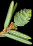 tsuga_canadensis_zapfen_unreif_mai_150