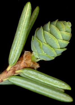 tsuga_canadensis_zapfen_unreif_mai_600