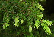 tsuga_canadensis_zweig_juni_1