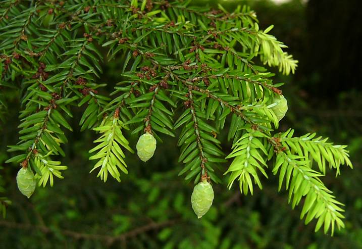 tsuga_canadensis_zweig_juni_2