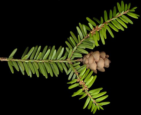 tsuga_canadensis_zweig_o_maerz_150