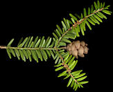 tsuga_canadensis_zweig_o_maerz_50