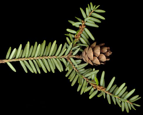 tsuga_canadensis_zweig_u_maerz_150