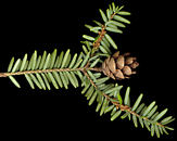 tsuga_canadensis_zweig_u_maerz_50