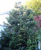 tsuga_diversifolia_baum_september_1