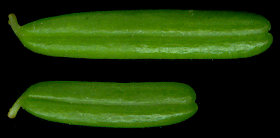 tsuga_diversifolia_nadeln_o_september_600