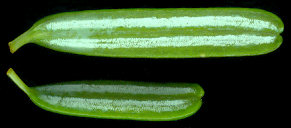 tsuga_diversifolia_nadeln_u_september_600