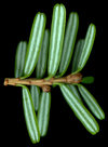 tsuga_diversifolia_trieb_u_september_150