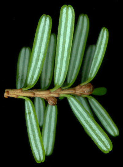 tsuga_diversifolia_trieb_u_september_600